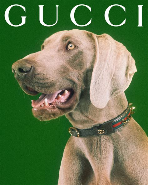 chien gucci|gucci dog and cat.